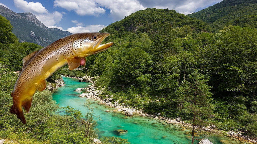 alps-fishing-marble-trout