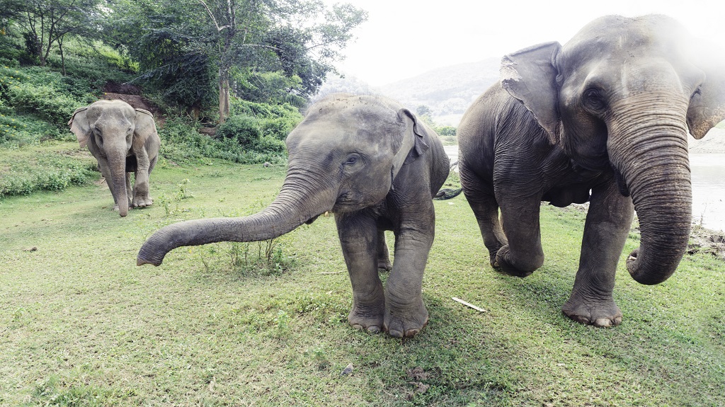 Thailand Elephants Roaming Free in Chiang Mai