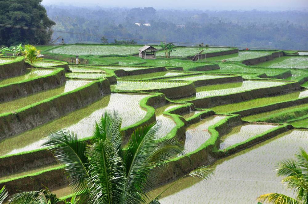 bali-rice-fields