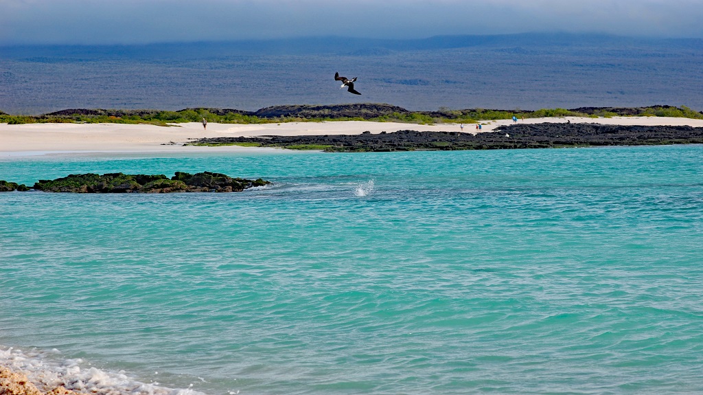 Blue-footed booby flying above the turquoise waters of Cerro Brujo beach in Galapagos
