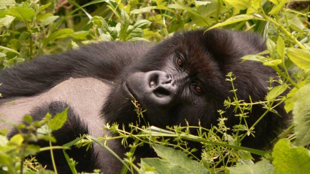 botswana-gorilla-rwanda-gorilla