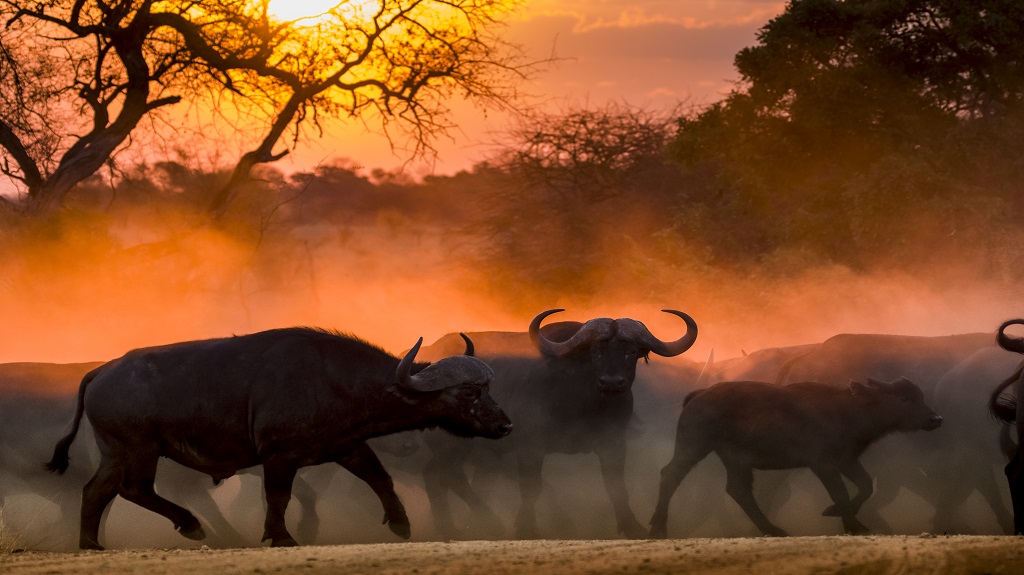 Buffalo herd at sunset in Kruger National Park South Africa