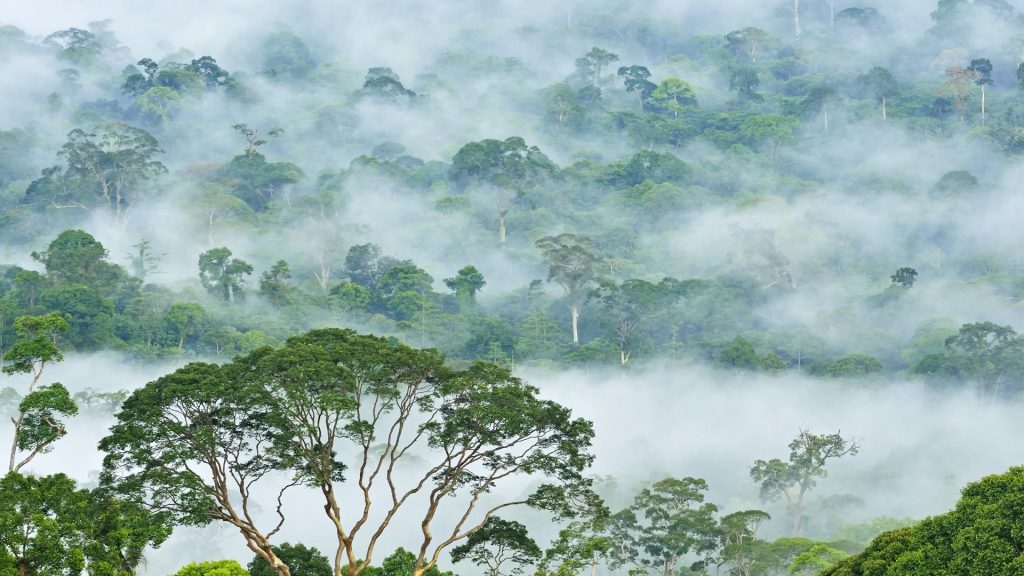 Borneo Family Wildlife Adventure Private Tour