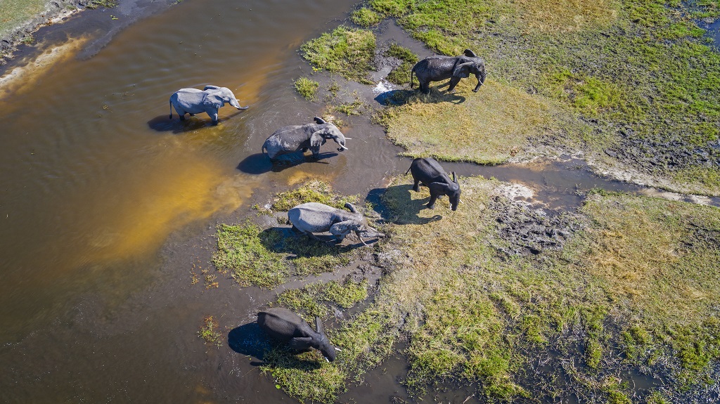 Aerial view of elephants, Okavango Delta, Botswana, Africa