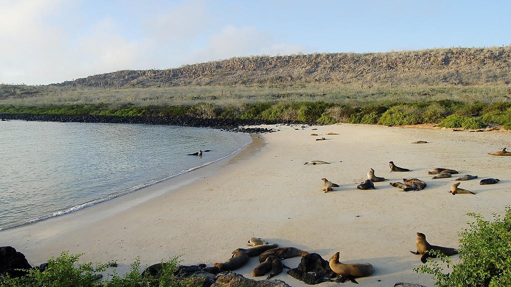 Sea Lions on Espanola Island – Galapagos