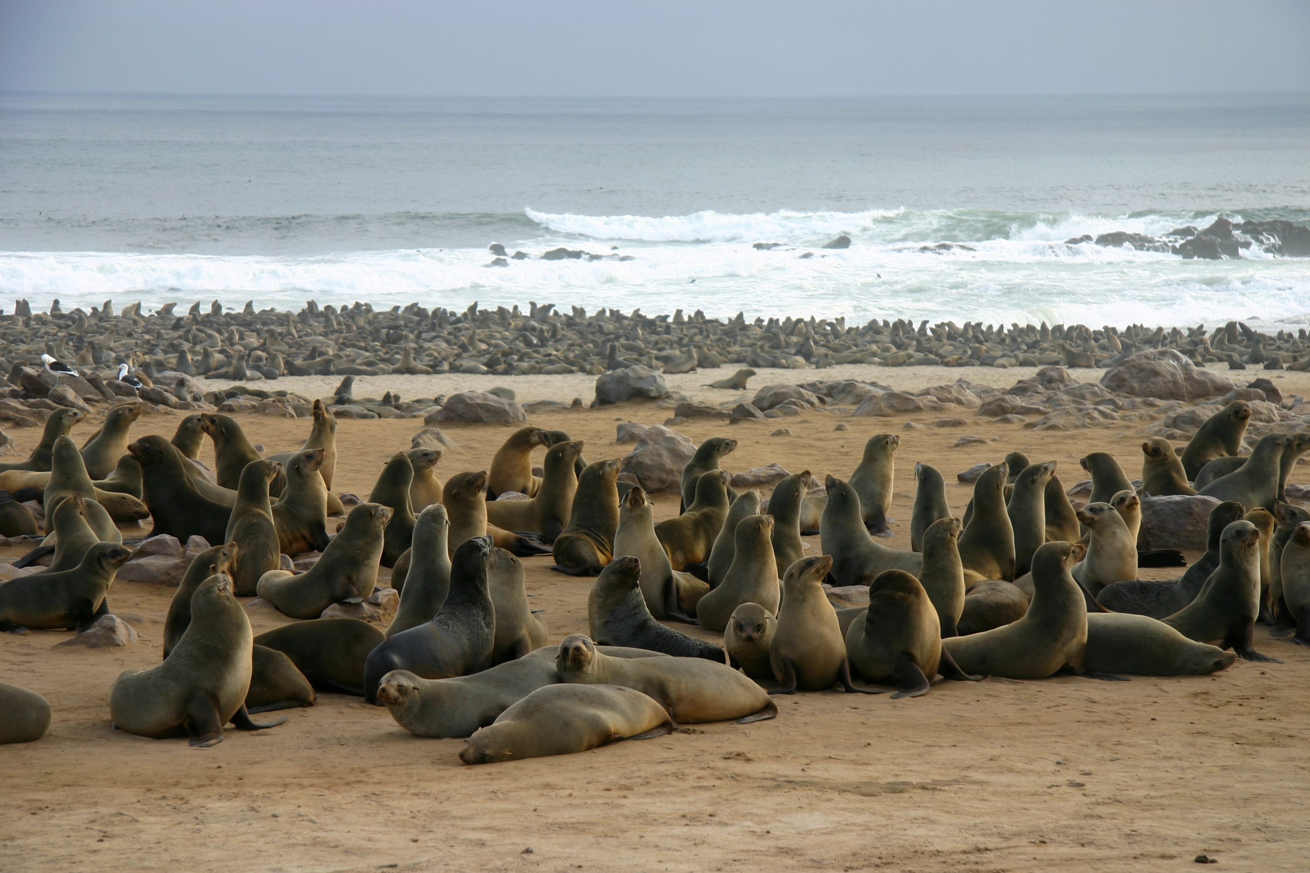 Thousands of Seals on the beach in Namibia