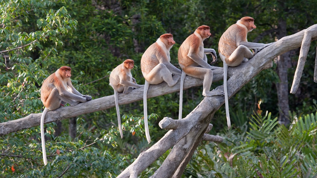 Proboscis monkeys in a row