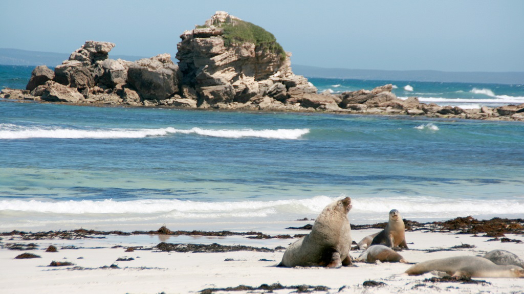 Sea-lion, Seal bay, kangaroo island, australia