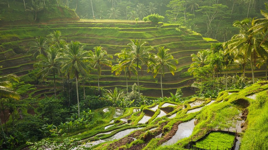 Beautiful rice terraces, Ubud, Bali, Indonesia