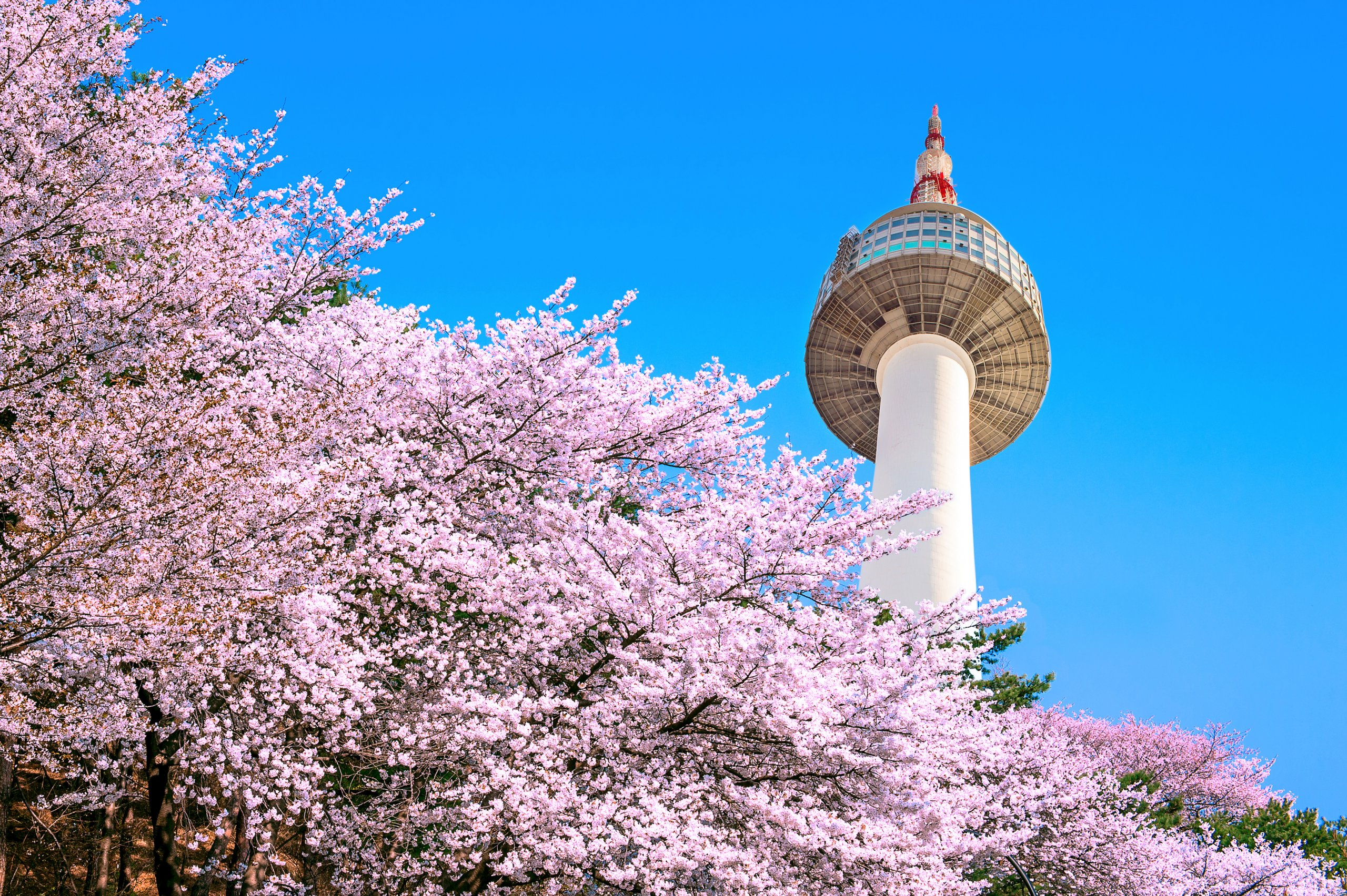 Seoul tower and pink cherry Blossom, Sakura season in spring,