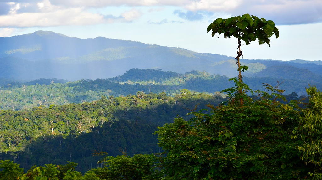 Tropical rainforest scenery in Danum Valley, Sabah Borneo