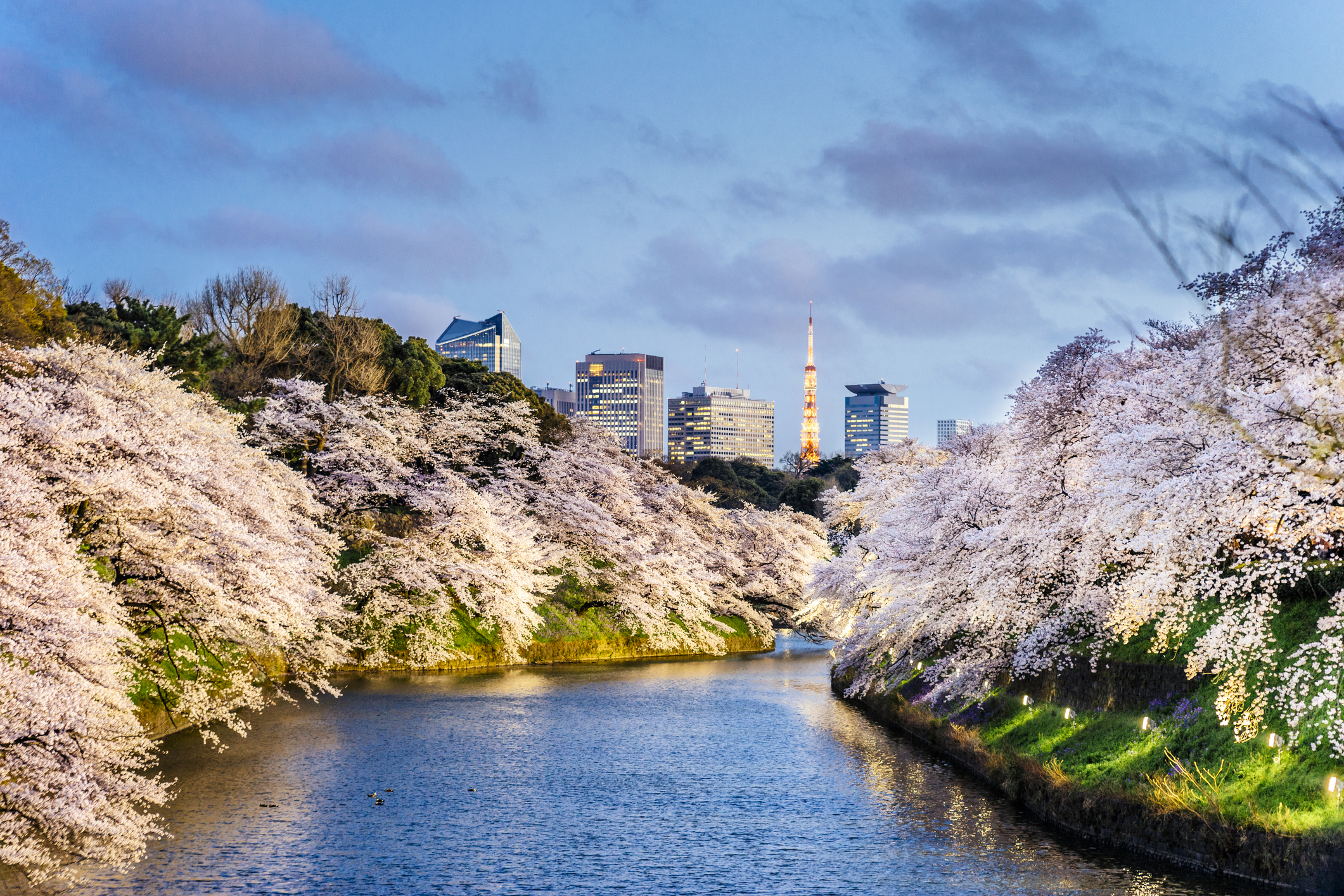 Cherry Blossoms in Tokyo with Tokyo Tower on background
