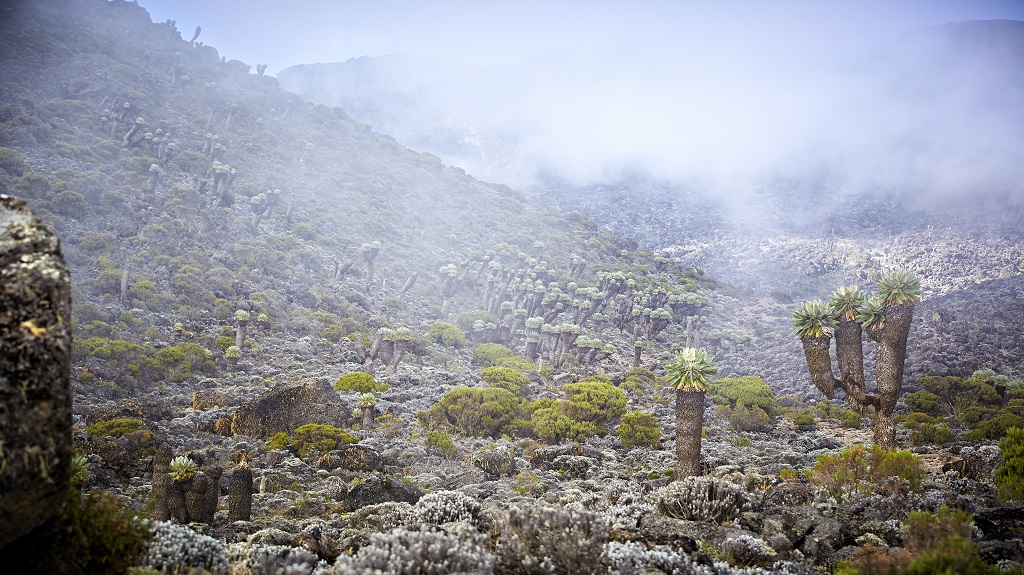 Mt Kilimanjaro, Barranco valley of giant senecio in the mist.