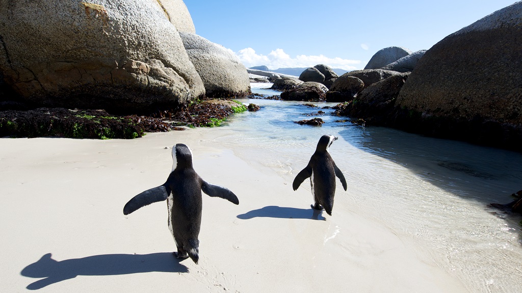 African penguin walk
