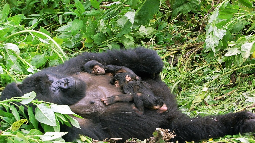 mother-gorilla-and-twins