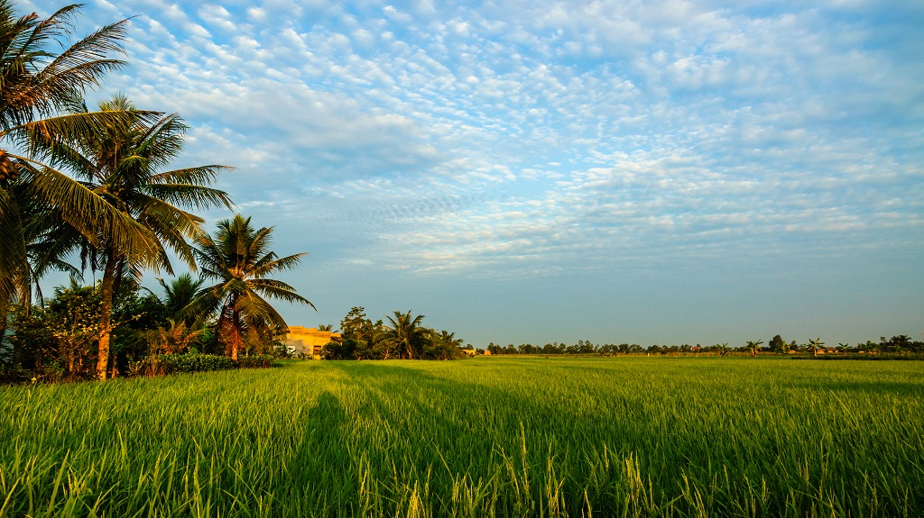 Rice field and coconut at Ben Tre province, Vietnam