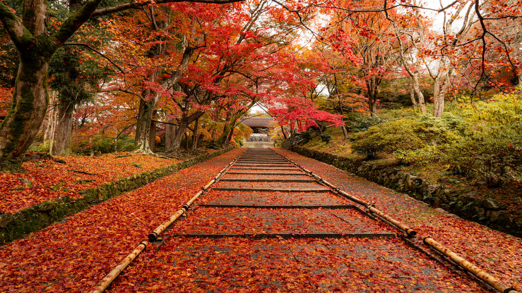 Fallen red leaves at Bishamondo, Kyoto’s outskirt district during autumn.