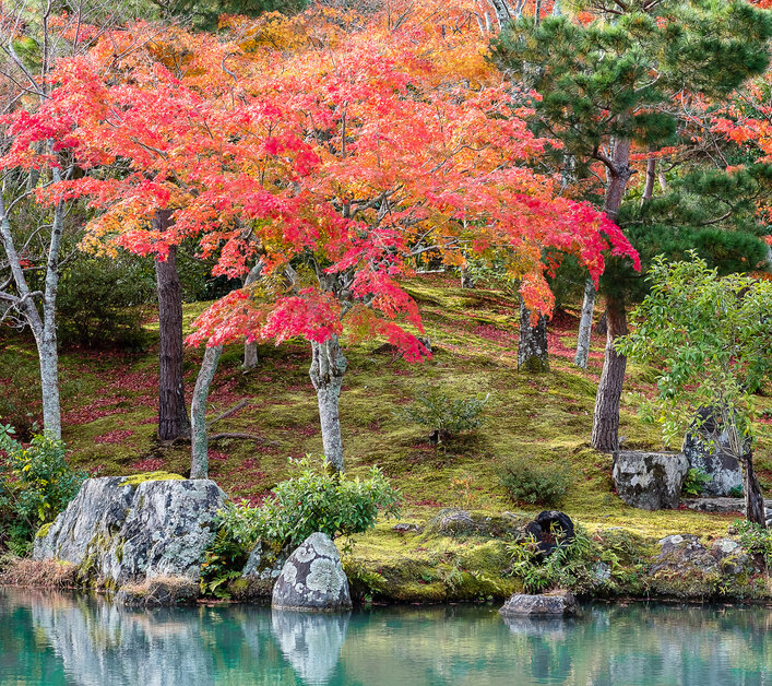 colorful leaves garden and pond inside Tenryuji temple, landmark and popular for tourists attractions in Arashiyama, Kyoto, Japan. Fall Autumn season, Vacation,holiday and Sightseeing concept
