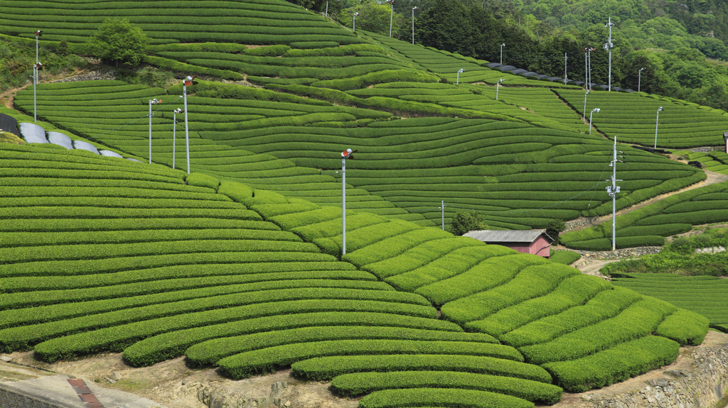 Green Tea Plantation, Wazuka, Souraku, Kyoto, Japan