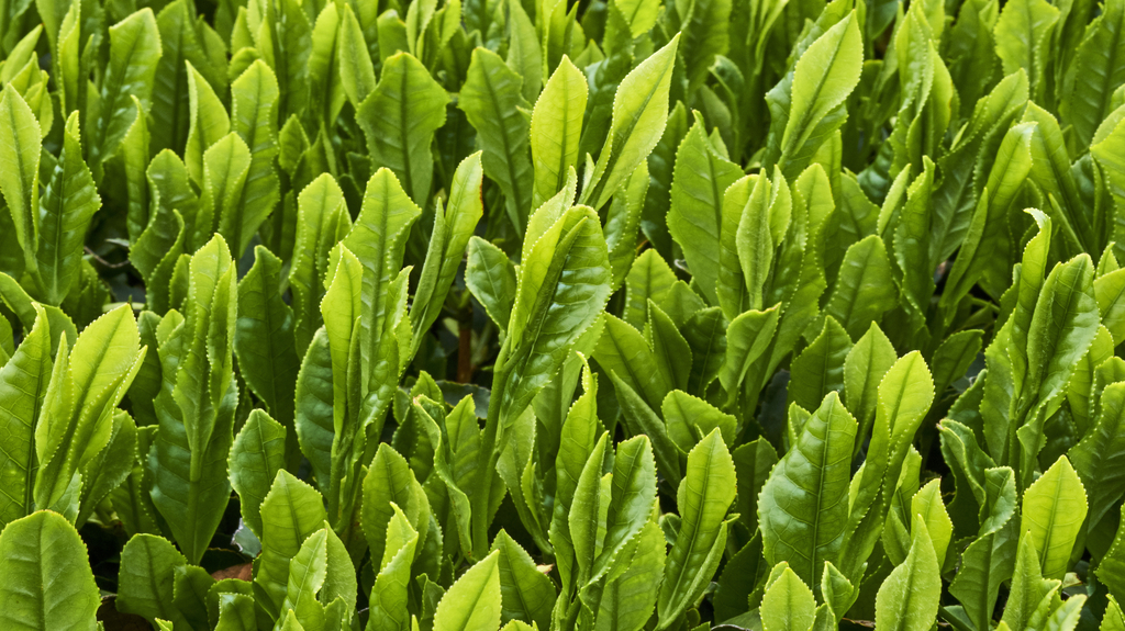 Japan, Honshu island, Kansai region, Uji, tea field