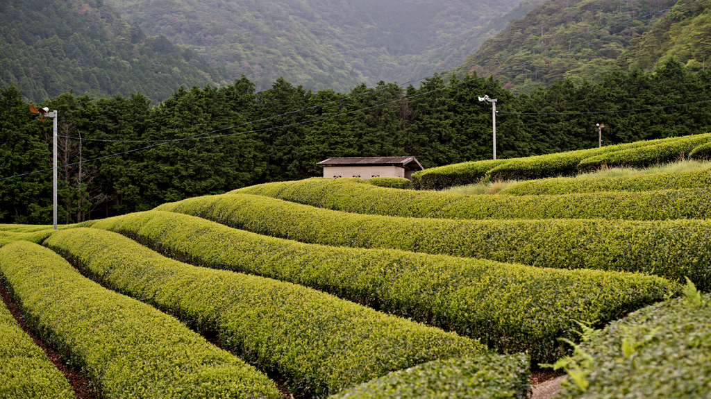 Tea farms in Wazuka