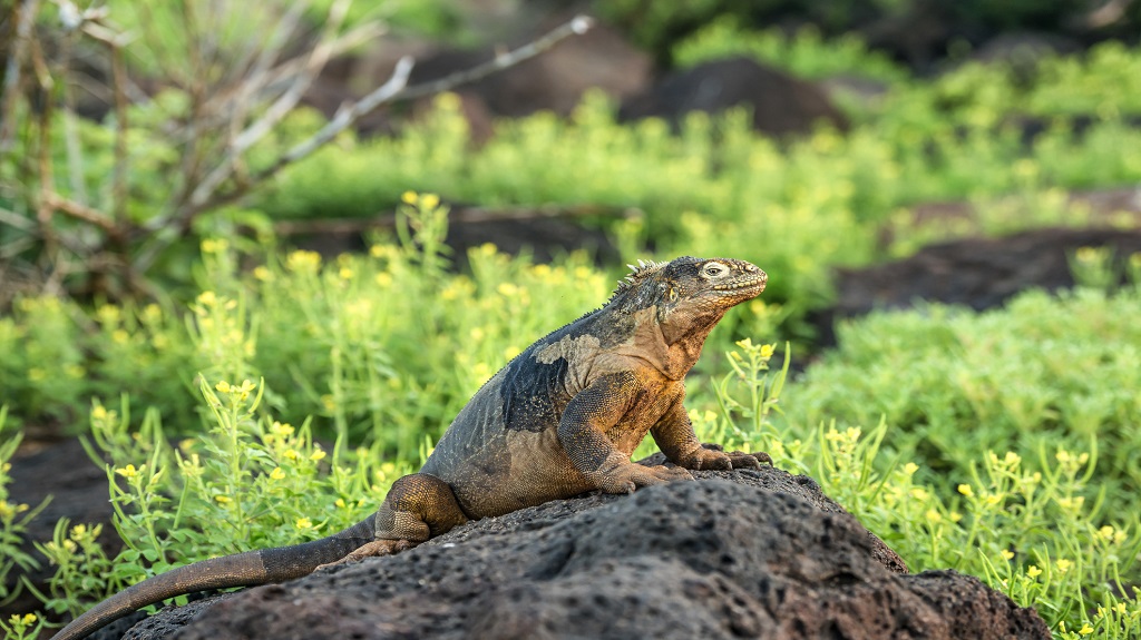 Galapagos land iguana at South Plaza Island