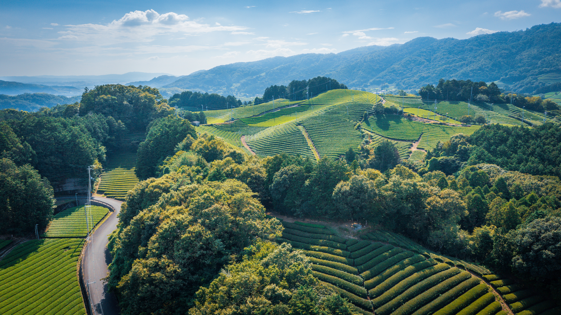 green tea plantation in Japan, Aerial view