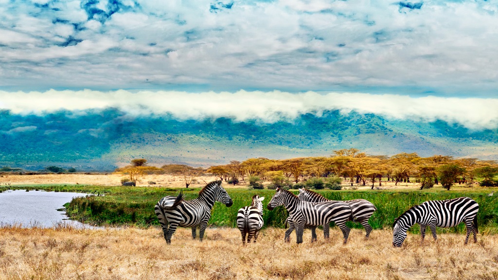 Zebras of Ngorongoro crater